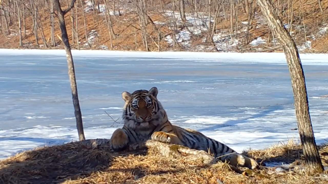 Приморские эксперты помогут переселить несколько тигров в Казахстан