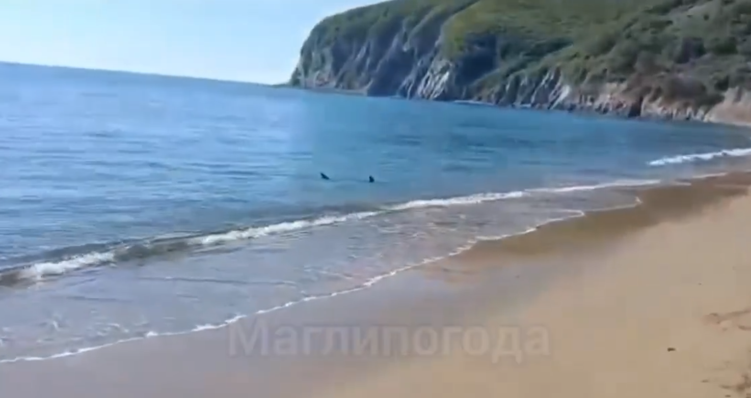 «Она прям под берегом»: акулу заметили на пляже в Дальнегорске