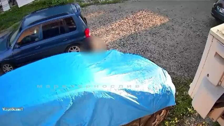 В Уссурийске водитель задавил кота и скрылся