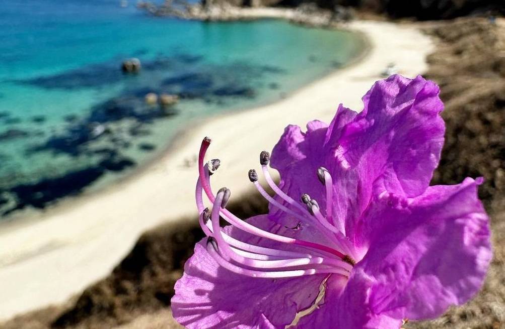 Первый распустившийся цветок рододендрона замечен в популярной бухте Приморья