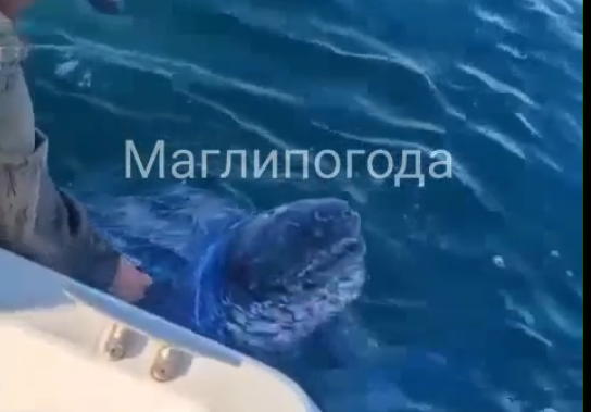 Огромная морская черепаха запуталась в сетях в Хасанском округе в Приморье 
