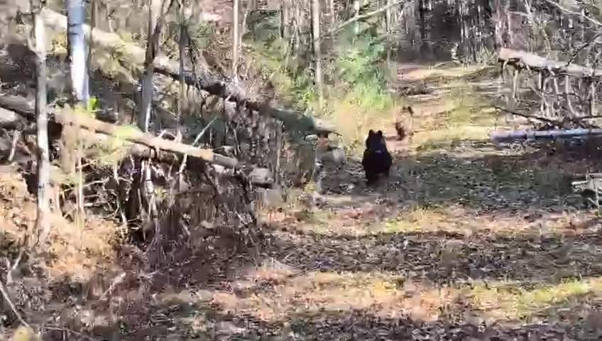 В Уссурийском округе двух медведей выпустили на свободу 