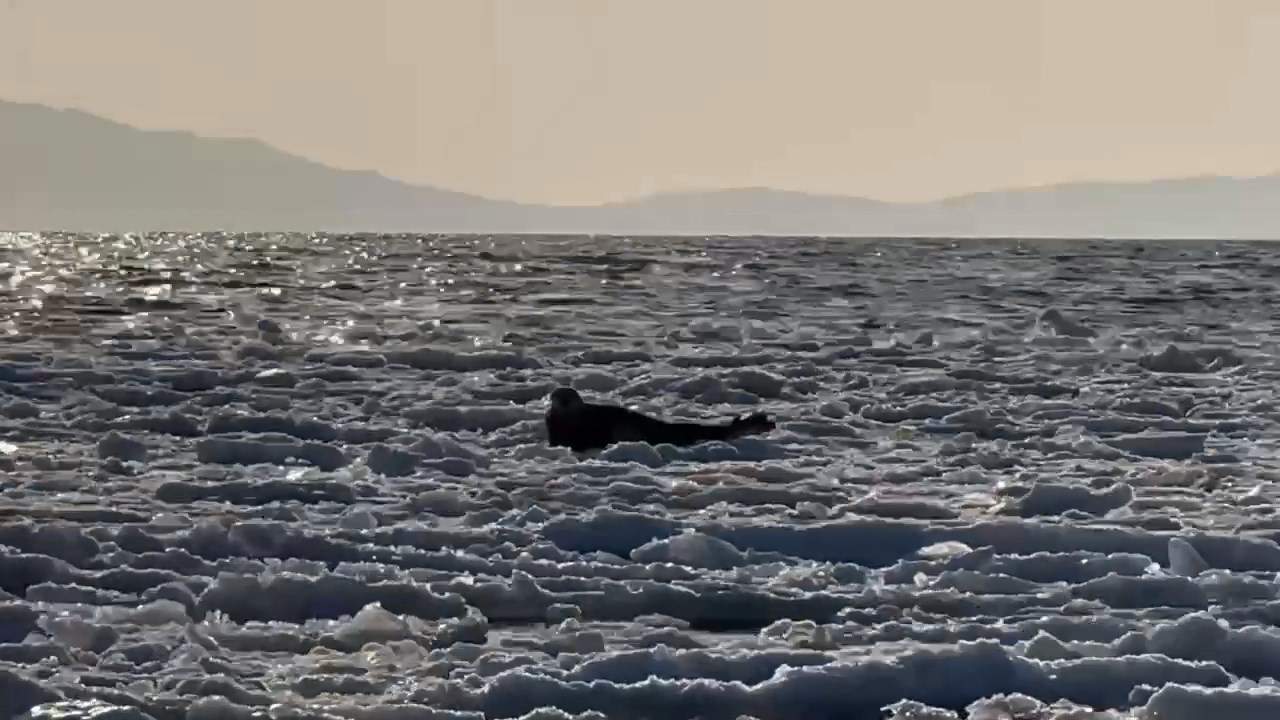 Уникальное явление замечено на дрейфующих льдинах в Приморье 