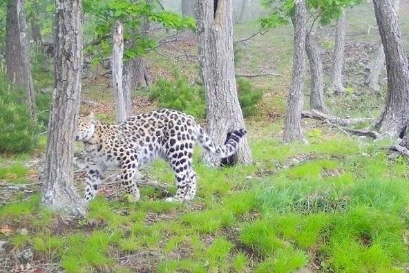 Леопард с уникальной судьбой попал на камеры в Ольгинском округе