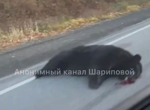 «Косолапый, брат, ты чё?»: ЧП произошло на дороге недалеко от Находки