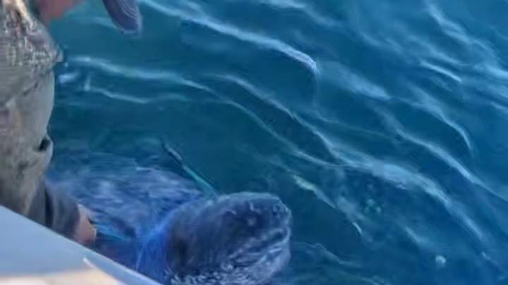 Гигантского морского зверя встретили приморцы вблизи острова Аскольд