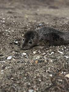 Ещё один новый постоялец центра — молодая особь весом 8 кг